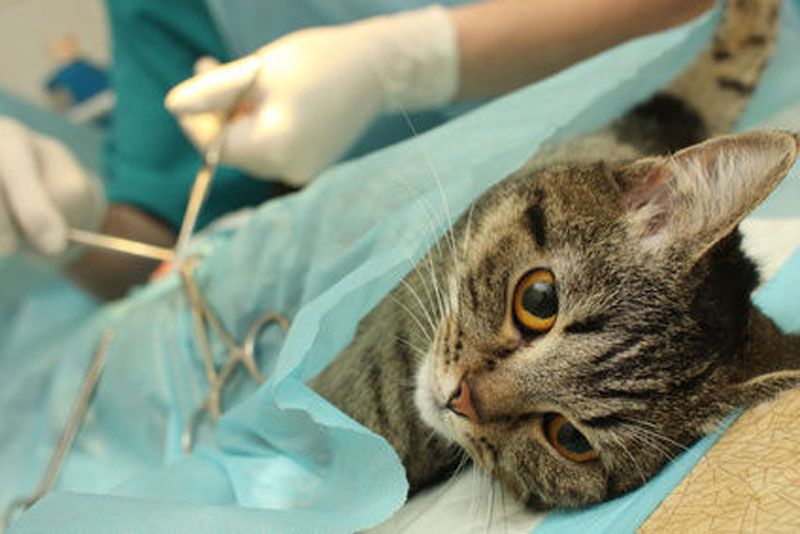 cats castration