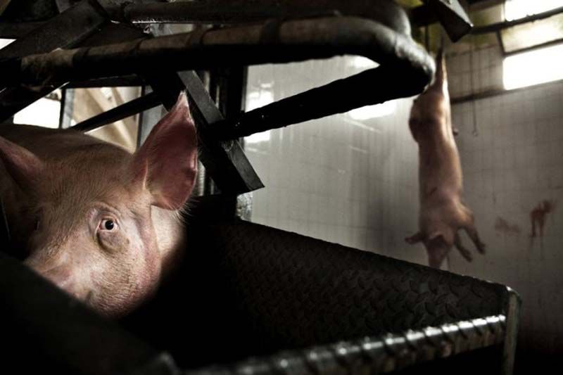 pig in slaughterhouse2