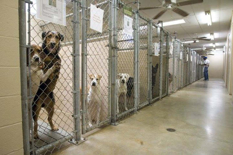 dogs waiting in shelter