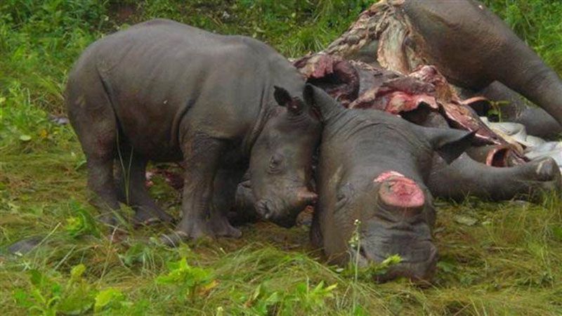 poached rhino with baby