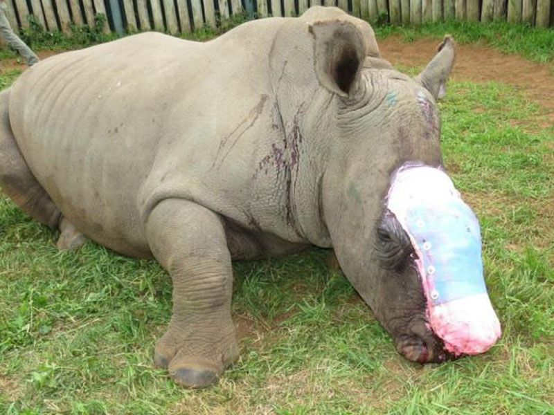 rhino recovering
