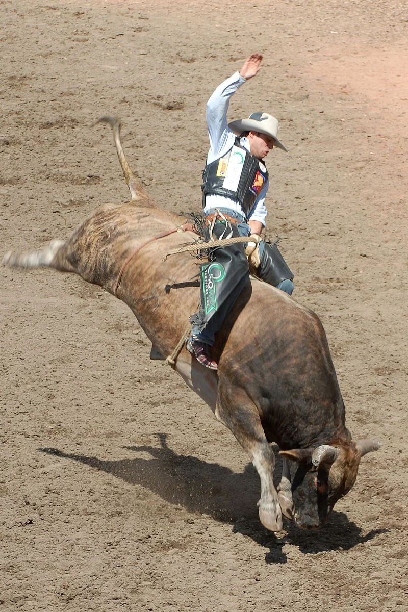 Rodeo bull riding