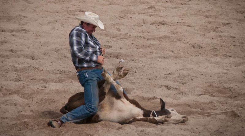 Rodeo calf
