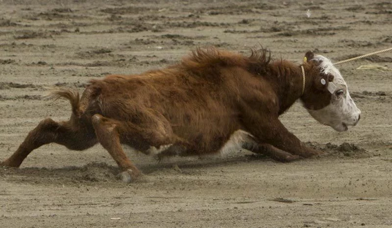 Rodeo cruelty1