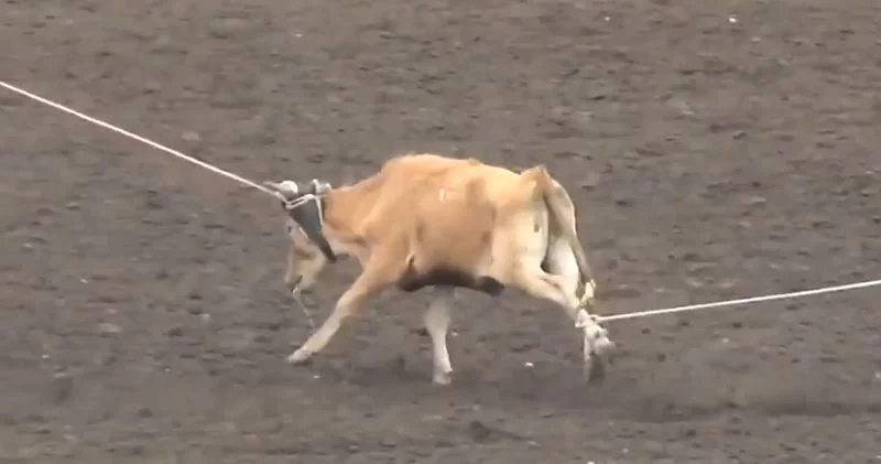 Rodeo cruelty3jpg