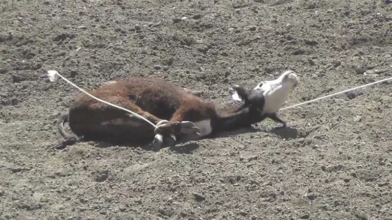 Rodeo cruelty7