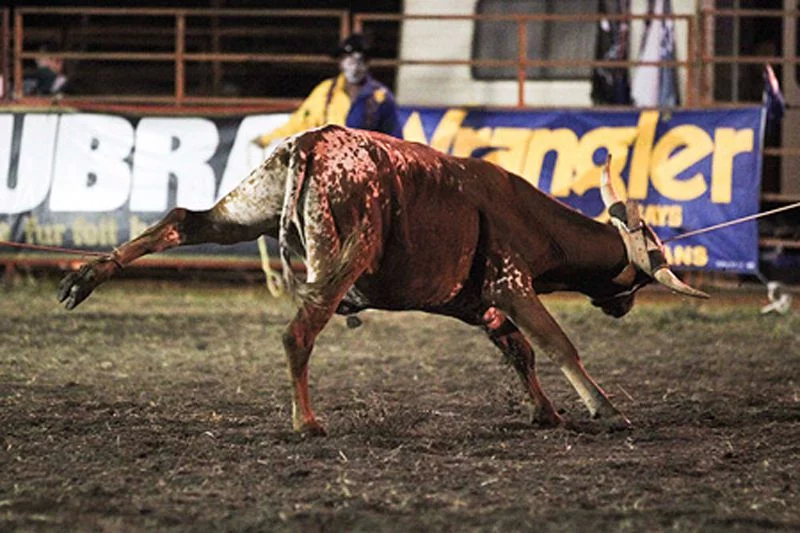Rodeo cruelty9
