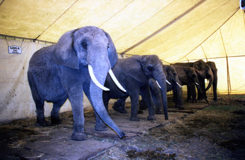 Elephants circus
