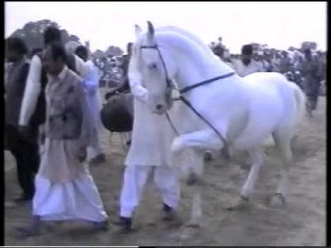 horse dancing2