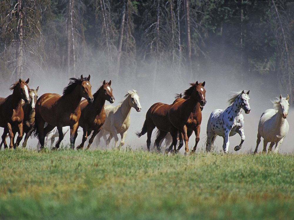 wild horses2