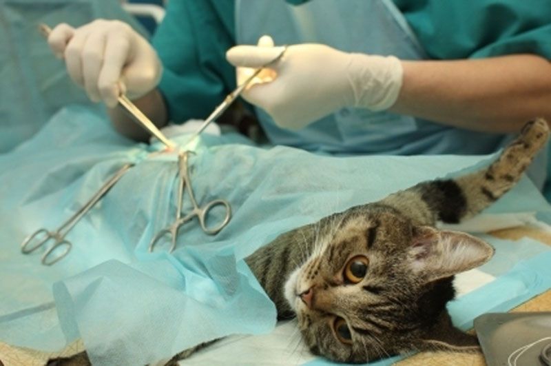 cat spay operation