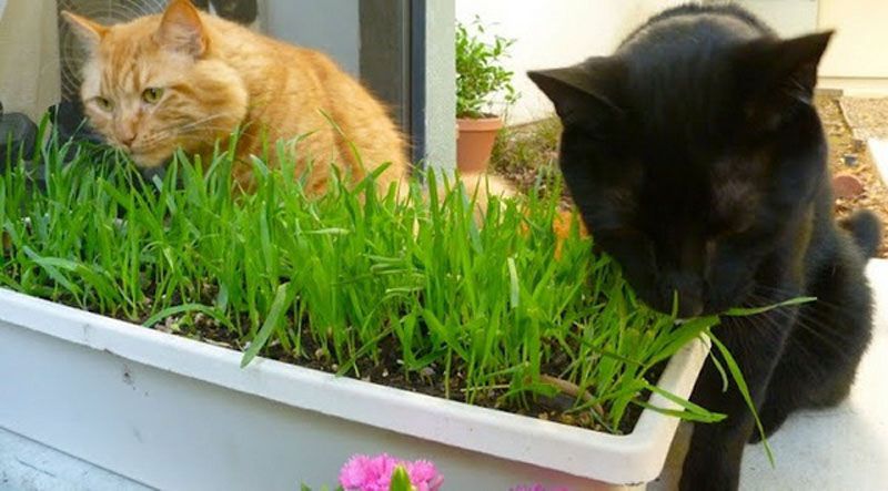 grass for cats