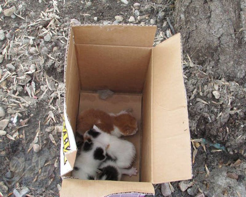 orphan kittens