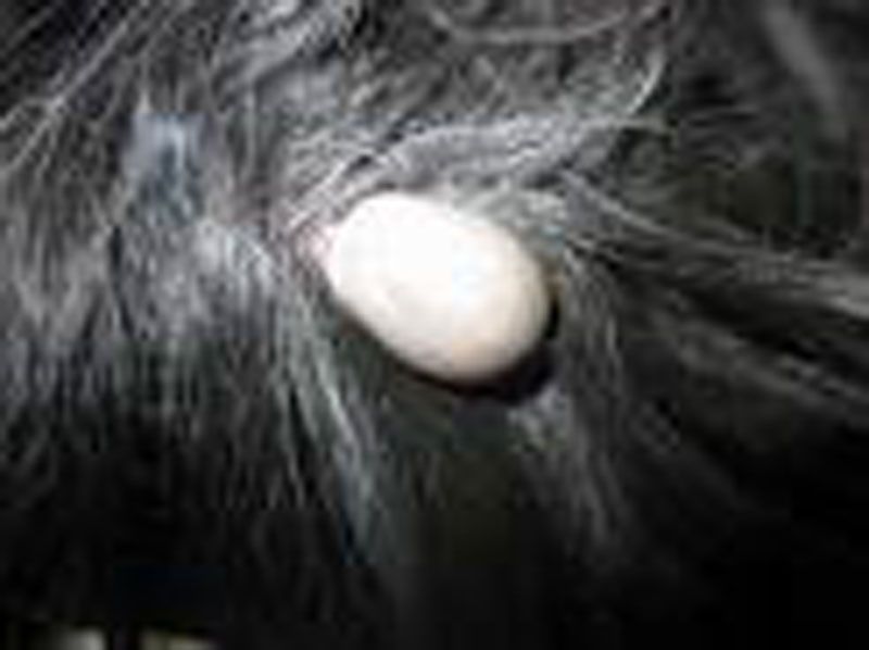 کنه داخل موهای یک سگ