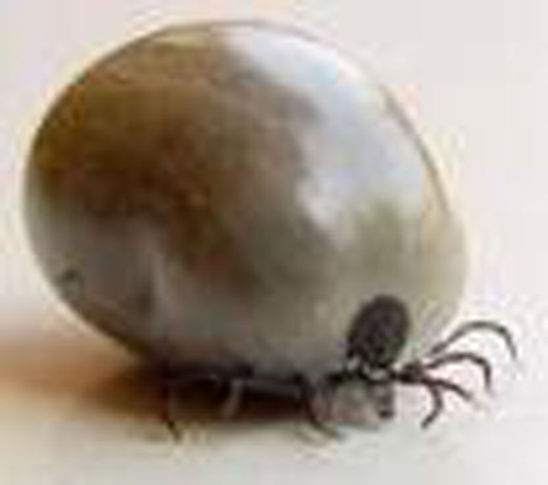 یک کنه که تازه خون خورده است