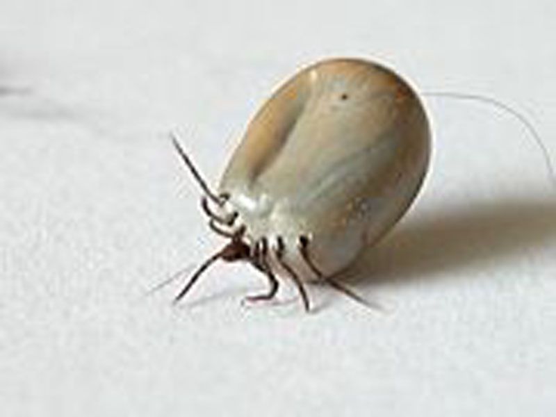 یک کنه که تازه خون خورده است