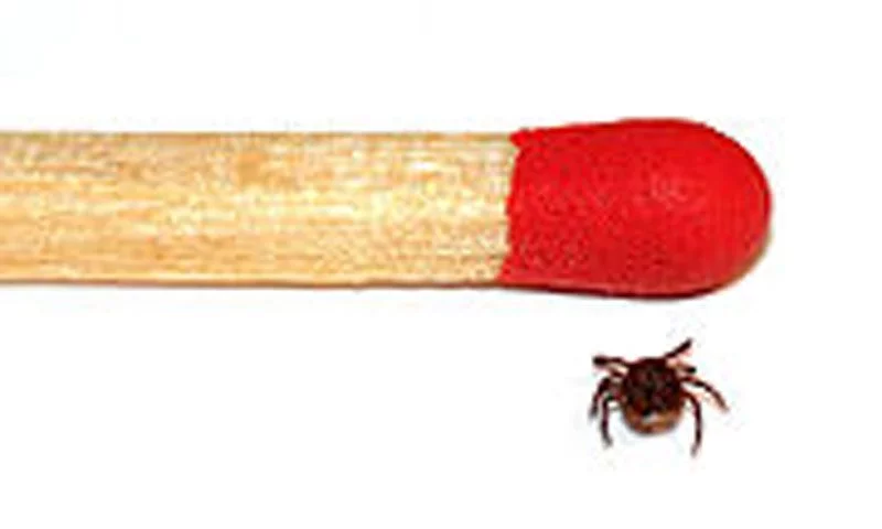 Tick male size comparison
