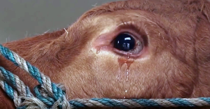 Crying Cow