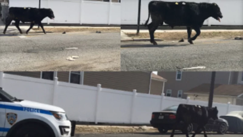 cow escape