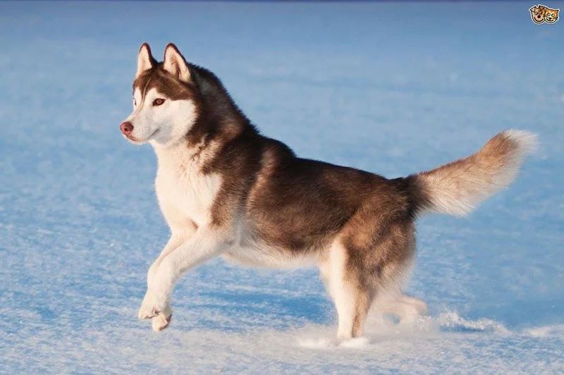 husky