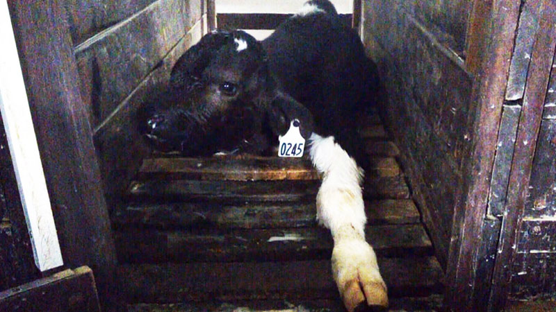 new born calf 3