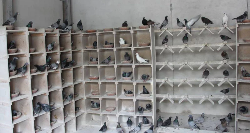 pigeons