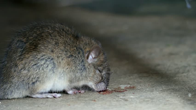 rat posoned
