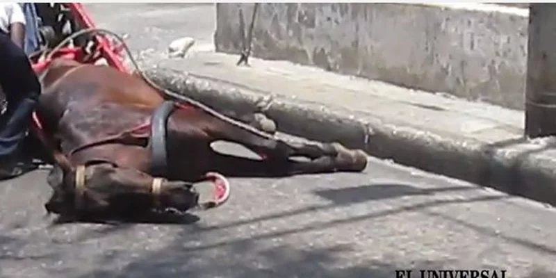 horse carriage cruelty