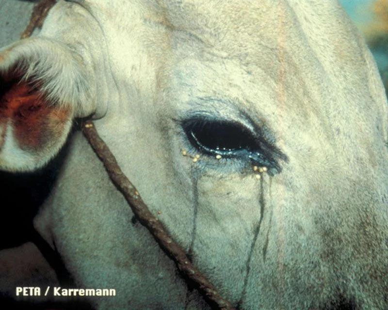 داخل چشم این گاو که از شدت ضعف و خستگی دیگر نمیتواند راه برود، فلفل مالیده اند تا از شدت درد و سوزش به طرف جلو قدم بردارد