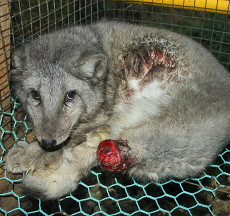 یک روباه در مزرعۀ خز