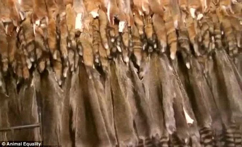 پوستهای کنده شده