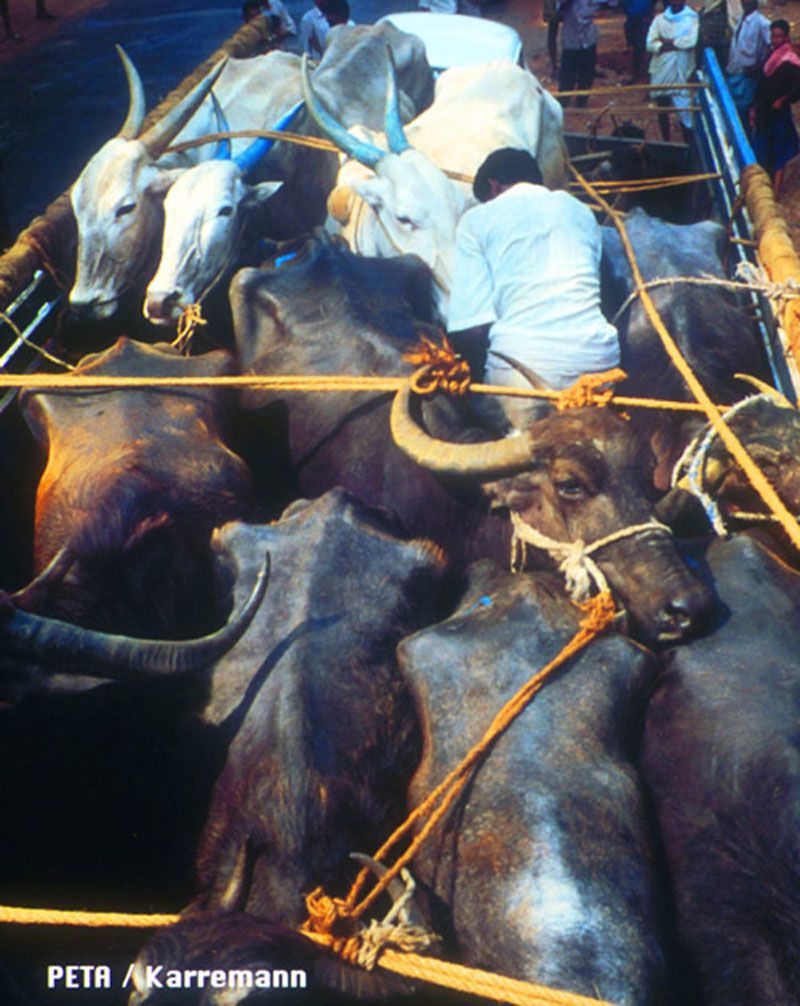 گاوهای هندی در حال انتقال به بنگلادش برای ذبح شدن
