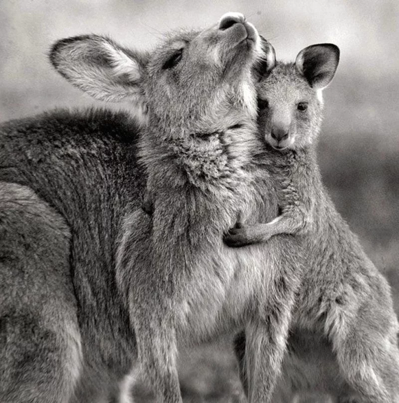 کانگوروها قربانی صنعت چرم