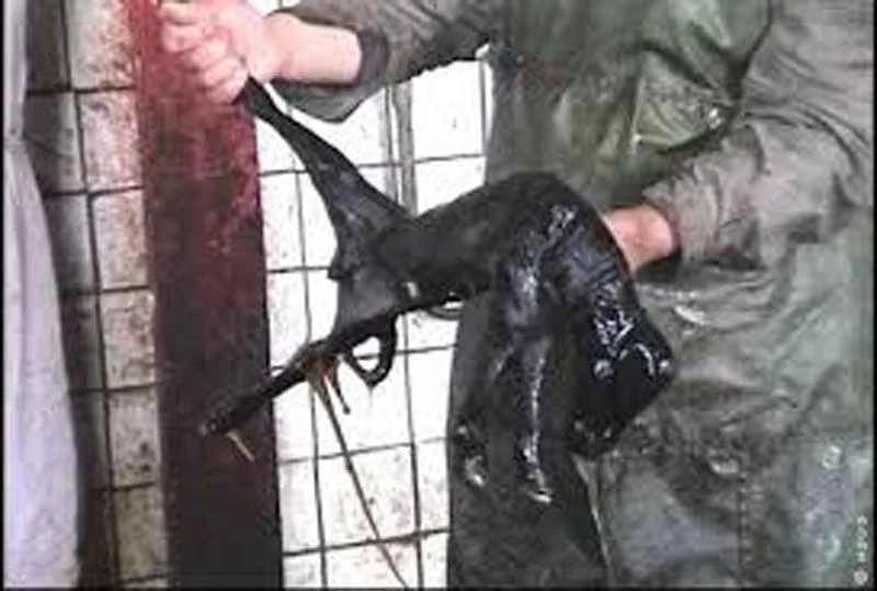 برۀ قره گل که از شکم مادر ذبح شده اش بیرون کشیده شده است