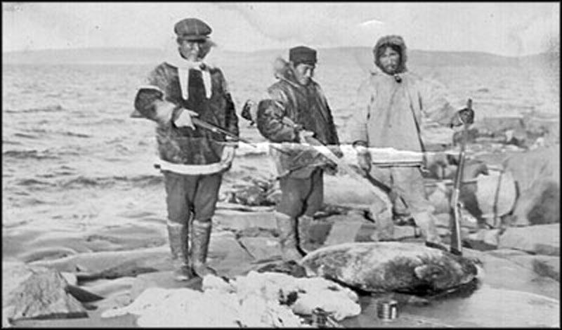seal hunting history