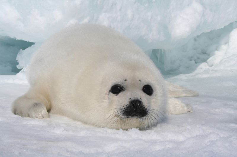 stop seal hunting