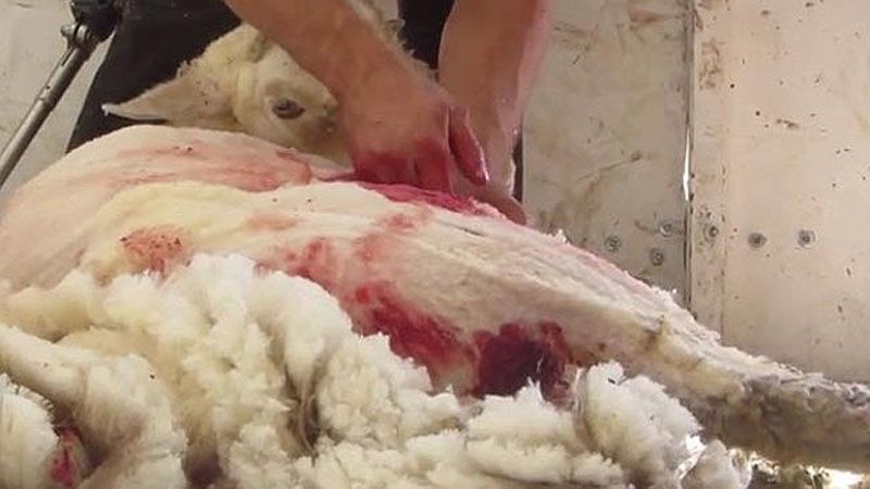 زخمی شدن گوسفندها هنگام چیدن پشم