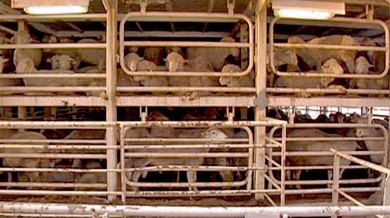 صادرات زندۀ گوسفند