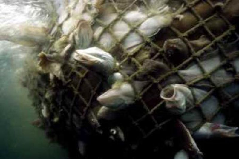 cruelty in aqua farms