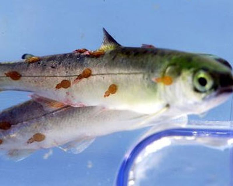 salmon skin parasite