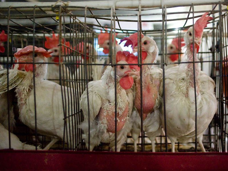 chickens in farms