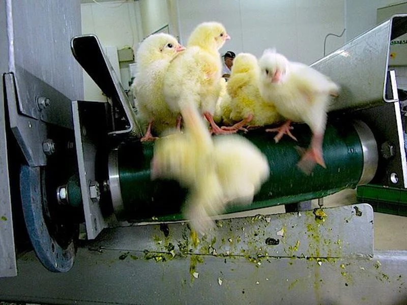 male chicks ground alive 1