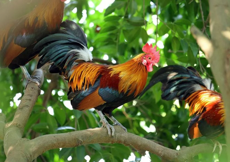 red jungle fowl2