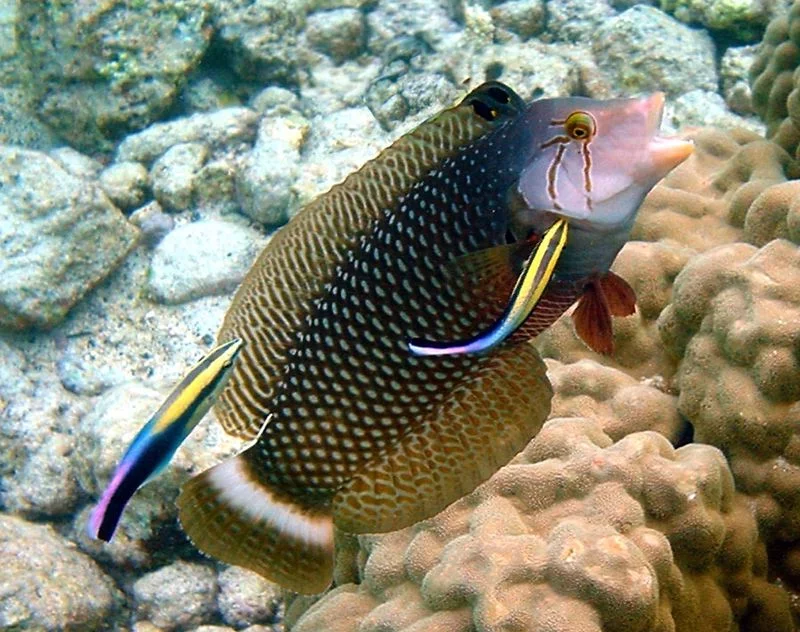 cleaner fish