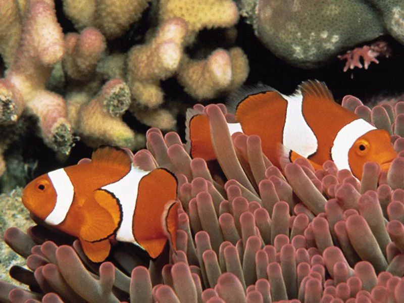 fish learn from eachother