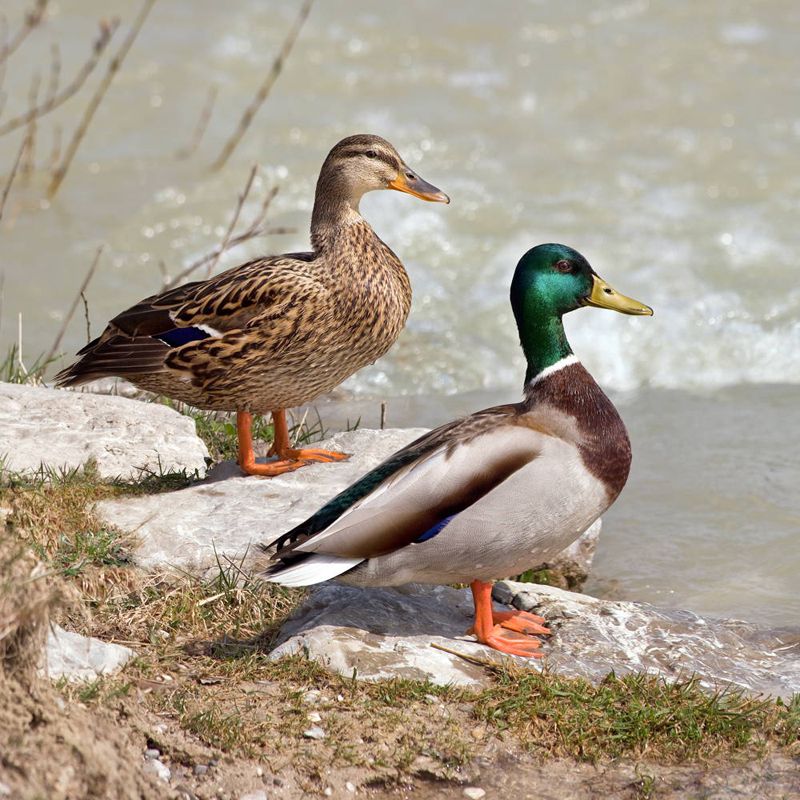 duck pair