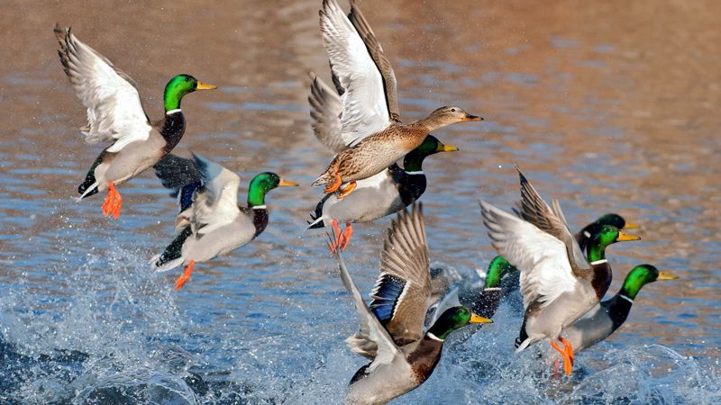 ducks flying