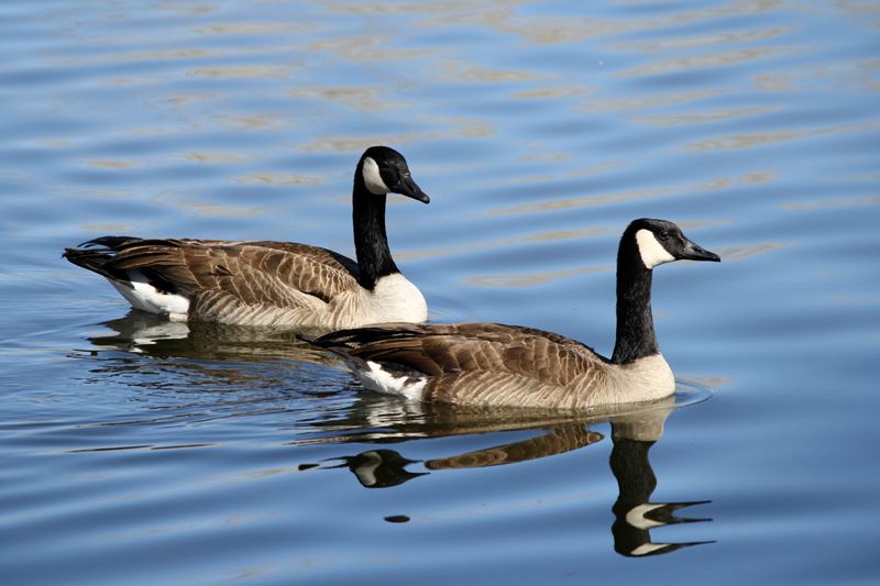 geese pair