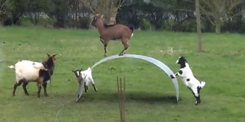 goats play