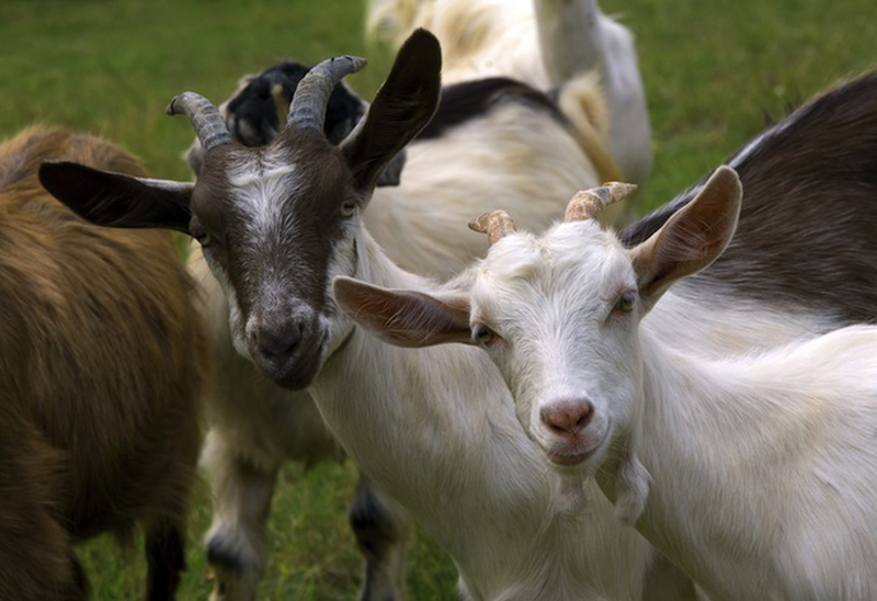 goats0